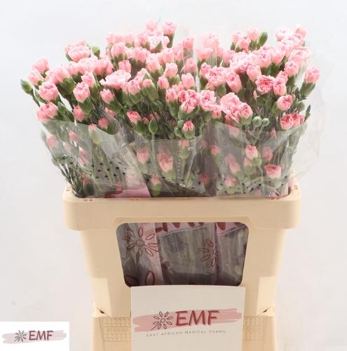 Dianthus tros Rascal Pink