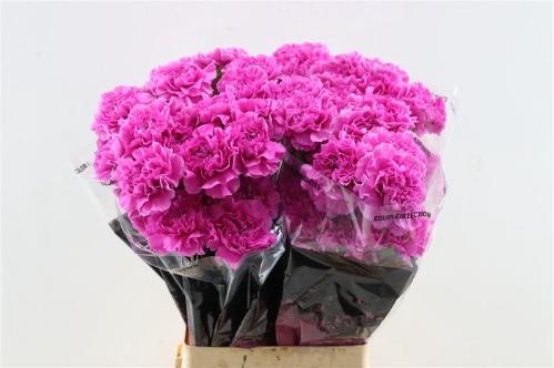 Dianthus standaard 'Farida'