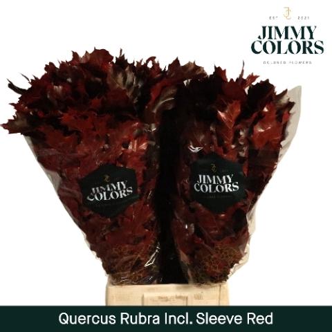 Quercus rubra kleurbehandeld H%
