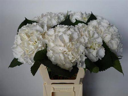 Hydrangea macrophylla Noordpool