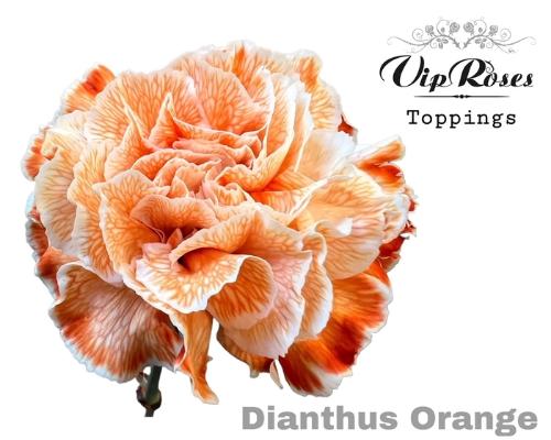 Dianthus standaard kleurbehandeld H%