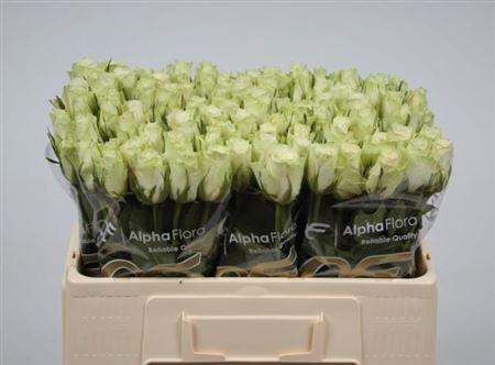 Rosa grootbloemig Athena