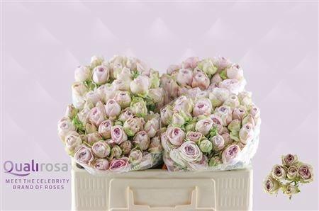 Rosa tros Silver Lace
