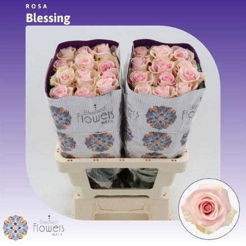 Rosa grootbloemig Blessing
