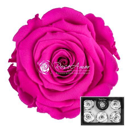 Rosa grootbloemig kleurbehandeld H%