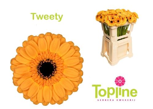 Gerbera mini Tweety