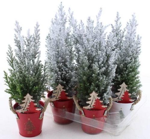 Chamaecyparis lawsoniana 'Ellwoodii'