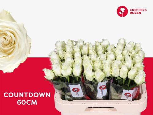 Rosa grootbloemig Countdown!