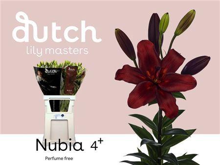 Lilium (LA-hybrids Grp) 'Nubia'