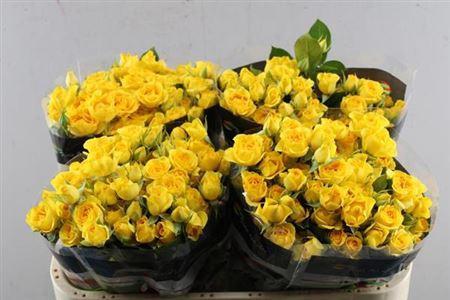 Rosa tros Yellow Babe