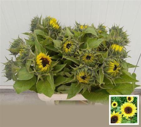 Helianthus annuus 'Sunrich Limoncello'
