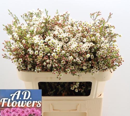 Chamelaucium micranthum 'Liron'