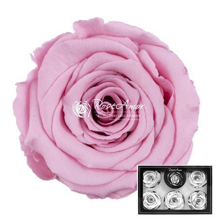 Rosa grootbloemig kleurbehandeld H%