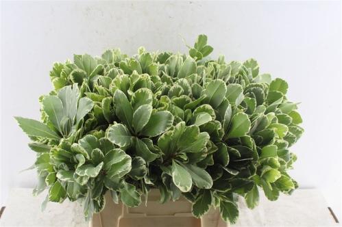 Pittosporum 'Ilan'