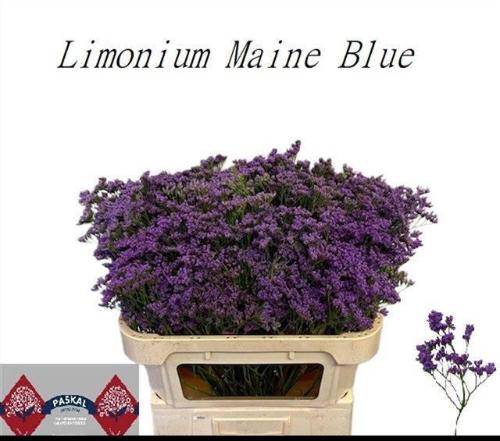 Limonium Maine Blue