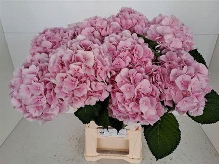 Hydrangea macrophylla 'Verena'