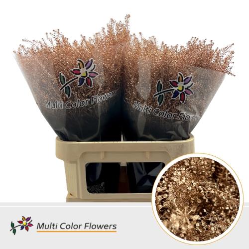 Lepidium kleurbehandeld H%