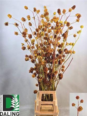 Glycyrrhiza yunnanensis (zaaddoos)