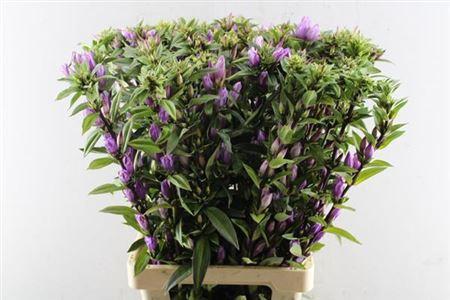 Gentiana Pink Sky