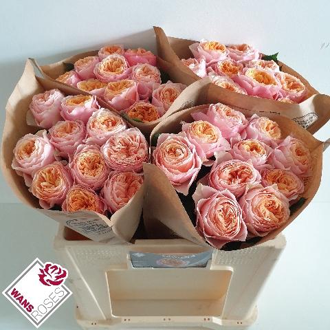 Rosa grootbloemig 'Vuvuzela'