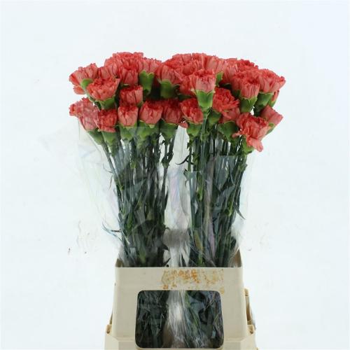 Dianthus standaard Hermes Orange