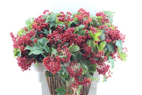 Viburnum per tak opulus 'Compactum'