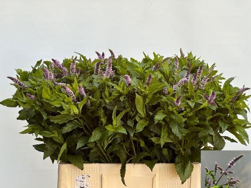 Mentha 'Tigra'