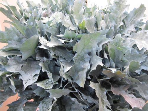 Quercus rubra kleurbehandeld H%