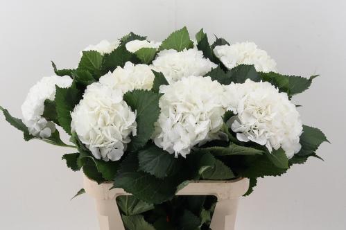 Hydrangea macrophylla 'Chelsea'