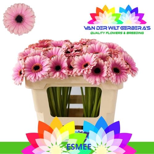 Gerbera mini Esmee