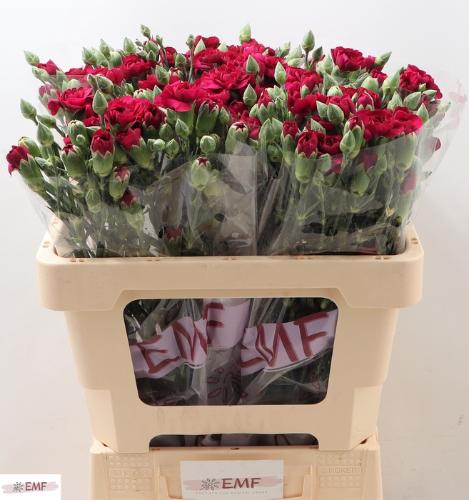 Dianthus tros Kingfisher Special