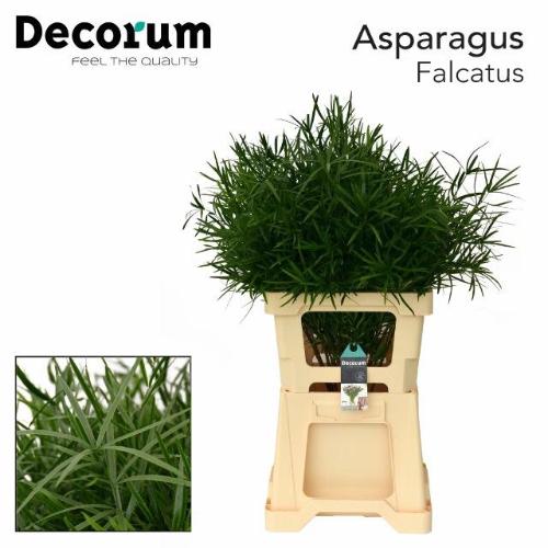 Asparagus falcatus