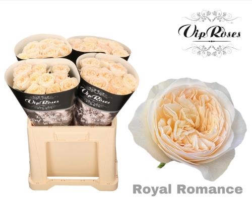 Rosa grootbloemig Royal Romance