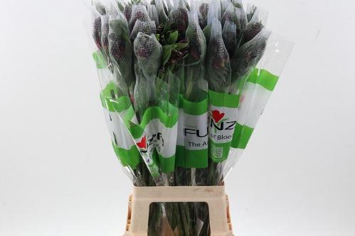 Alstroemeria Virgin Queen