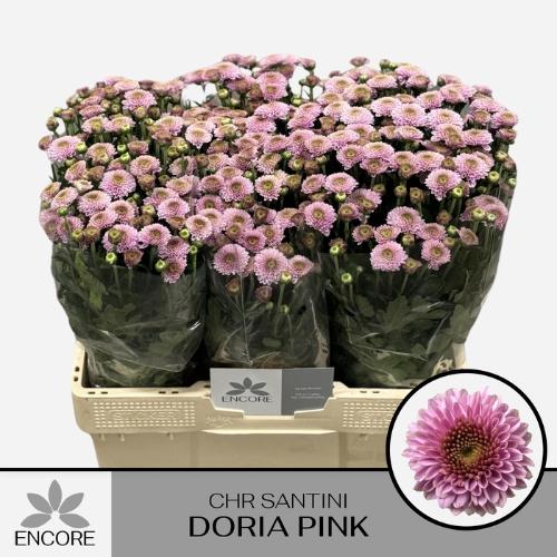 Chrysanthemum Indicum Grp tros santini Aaa Doria Pink