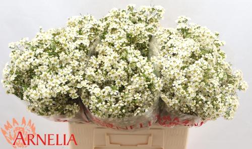 Chamelaucium uncinatum 'Ofir'