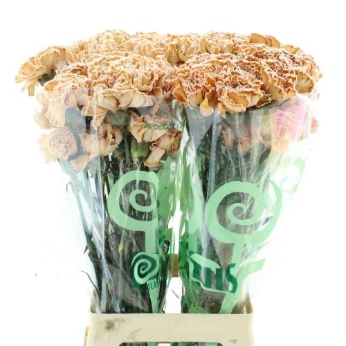 Dianthus standaard kleurbehandeld H%