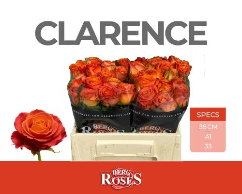 Rosa grootbloemig Clarence+