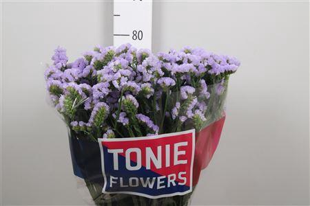 Limonium sinuatum Donau Birds