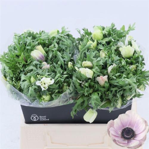 Anemone coronaria 'Galil Pastel'