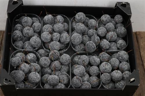Wax appel H%