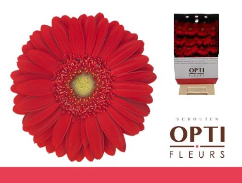 Gerbera grootbloemig 'Carambole'