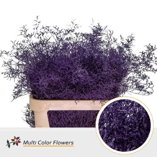 Limonium overig kleurbehandeld H%