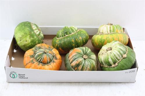 Cucurbita pepo