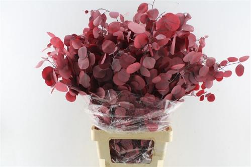Eucalyptus polyanthemos (fruit) kleurbehandeld per bos H%