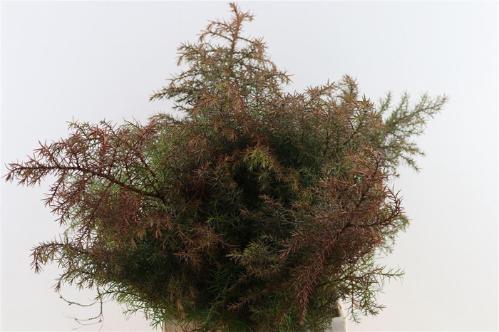 Cryptomeria japonica 'Elegans' per bos