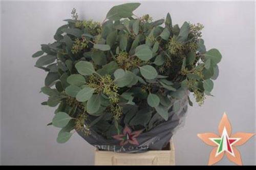 Eucalyptus per bos polyanthemos (fruit)
