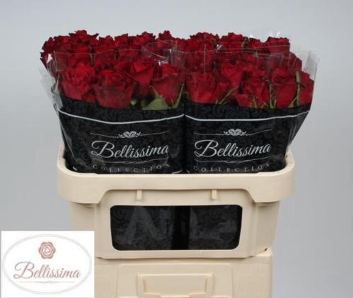 Rosa grootbloemig Ever Red