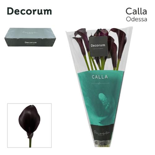 Zantedeschia 'Odessa'