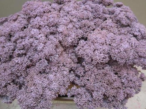 Sedum spectabile kleurbehandeld H%